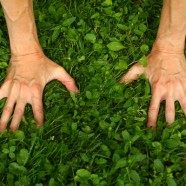 Cours de Yoga au parc en formule « à la carte »